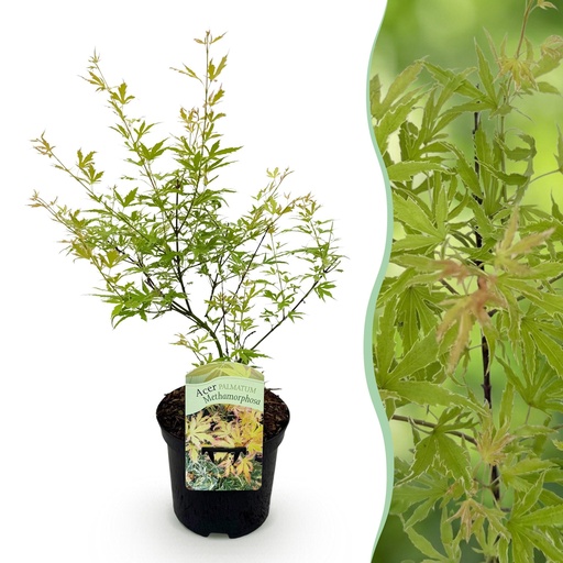 "Balkonpflanze - Japanischer Ahorn - Acer palmatum Metamorphosa - Grün - 1 Pflanze - Laubabwerfend - Topf 19cm Höhe 70cm image"