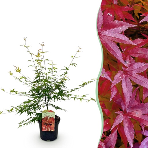 "Balkonpflanze - Japanischer Ahorn - Acer palmatum Pink Dwarf - Rosa - 1 Pflanze - Laubabwerfend - Topf 19cm Höhe 70cm image"