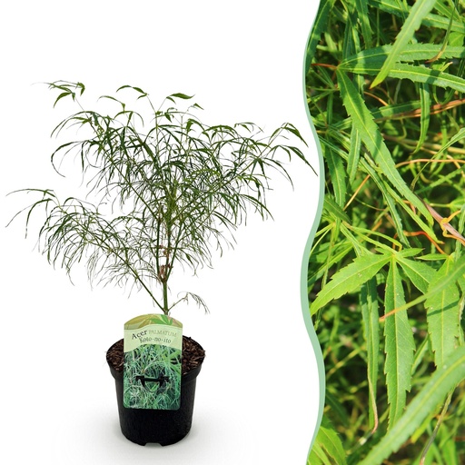 "Balkonpflanze - Japanischer Ahorn - Acer palmatum Koto-no-ito - Grün - 1 Pflanze - Laubabwerfend - Topf 19cm Höhe 70cm image"