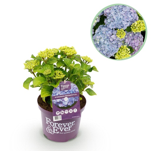 "Balkonpflanze - Hortensie - Hydrangea Forever & Ever - Blau - 7-12 Blüten - Topf 23cm Höhe 55cm image"