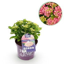 Balkonpflanze - Hortensie - Hydrangea Forever & Ever - Rosa - 7-12 Blüten - Topf