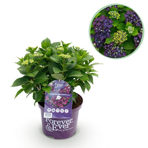 "Balkonpflanze - Hortensie - Hydrangea Forever & Ever - Lila - 7-12 Blumen - Topf 23cm Höhe 55cm image"