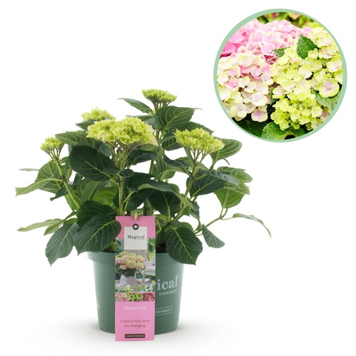 "Balkonpflanze - Hortensie - Hydrangea Magical Jewel Pink - Rosa - 6-10 Blüten - Topf 23cm Höhe 55cm image"