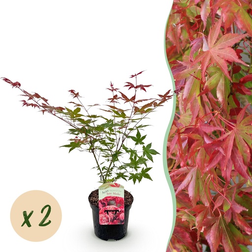 "Roter Fächerahorn (Acer palmatum) – winterharter Zierstrauch, Höhe ca. 19 cm image"