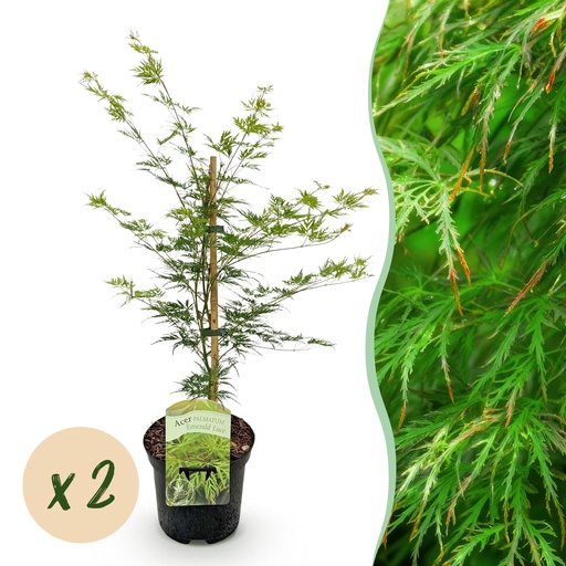 "Balkonpflanze - Japanischer Ahorn - Acer palmatum Emerald Lace - Grün - 2 Pflanzen - Laubabwerfend - Topf 19cm Höhe 70cm image"
