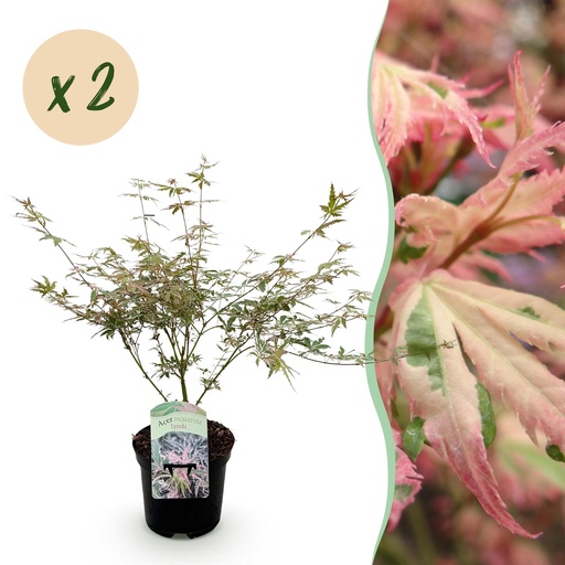 "Fächerahorn (Acer palmatum) – winterharter Zierstrauch, Höhe ca. 19 cm image"