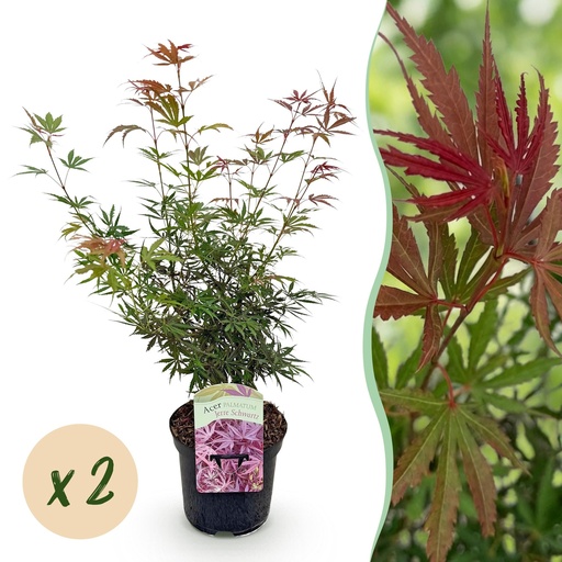 "Balkonpflanze - Japanischer Ahorn - Acer palmatum Jerre Swarts - Dunkelrot - 2 Pflanzen - Laubabwerfend - Topf 19cm Höhe 70cm image"