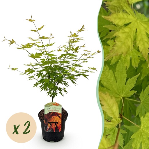 "Fächerahorn (Acer palmatum) – winterharter Zierstrauch, Höhe ca. 19 cm image"