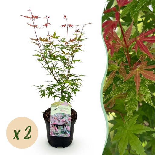 "Balkonpflanze - Japanischer Ahorn - Acer palmatum Phoenix - Rosa - 2 Pflanzen - Laubabwerfend - Topf 19 cm - Höhe 70 cm image"