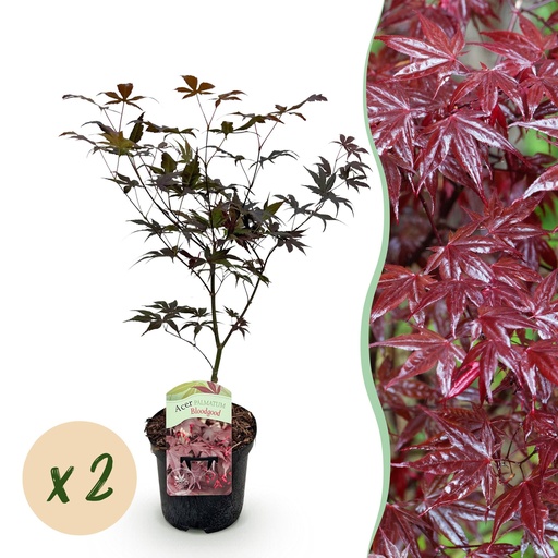 "Balkonpflanze - Japanischer Ahorn - Acer palmatum Bloodgood - Rot - 2 Pflanzen - Laubabwerfend - Topf 19cm Höhe 70cm image"