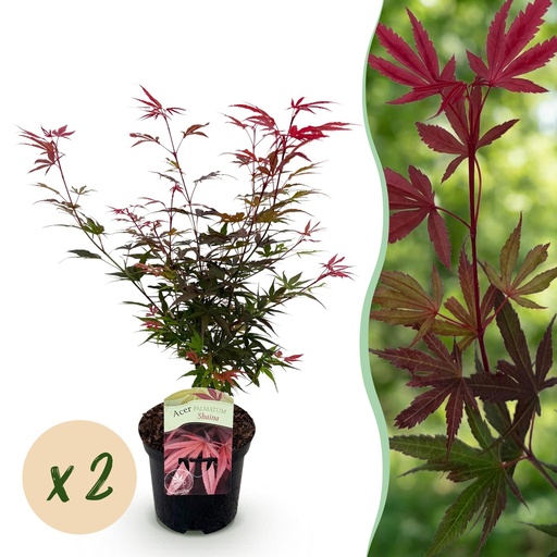 "Balkonpflanze - Japanischer Ahorn - Acer palmatum Shaina - Rot - 2 Pflanzen - Laubabwerfend - Topf 19 cm - Höhe 70 cm image"