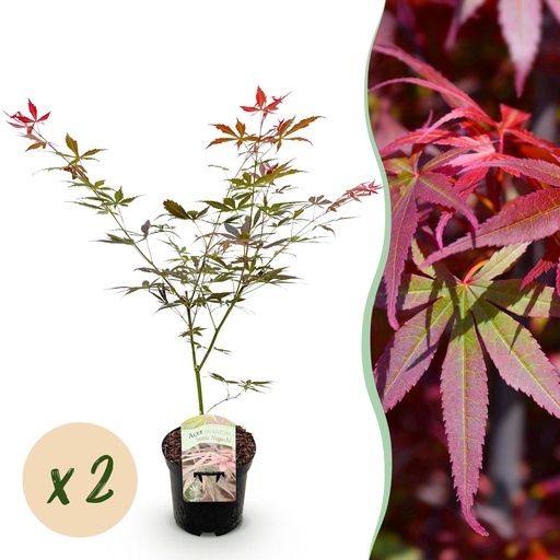 "Balkonpflanze - Japanischer Ahorn - Acer palmatum Sumi-nagashi - Rot - 2 Pflanzen - Laubabwerfend - Topf 19 cm - Höhe 70 cm image"
