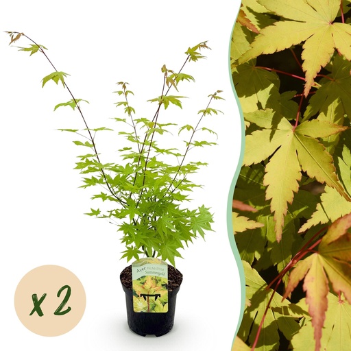 "Balkonpflanze - Japanischer Ahorn - Acer palmatum Summergold - Gelb - 2 Pflanzen - Laubabwerfend - Topf 19 cm - Höhe 70 cm image"