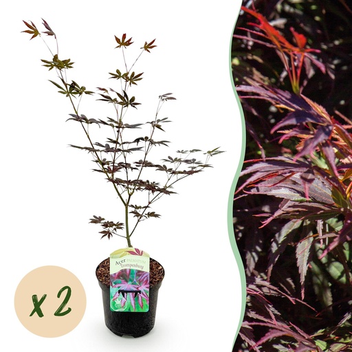 "Balkonpflanze - Japanischer Ahorn - Acer palmatum Trompenburg - Dunkel Lila - 2 Pflanzen - Laubabwerfend - Topf 19cm Höhe 70cm image"