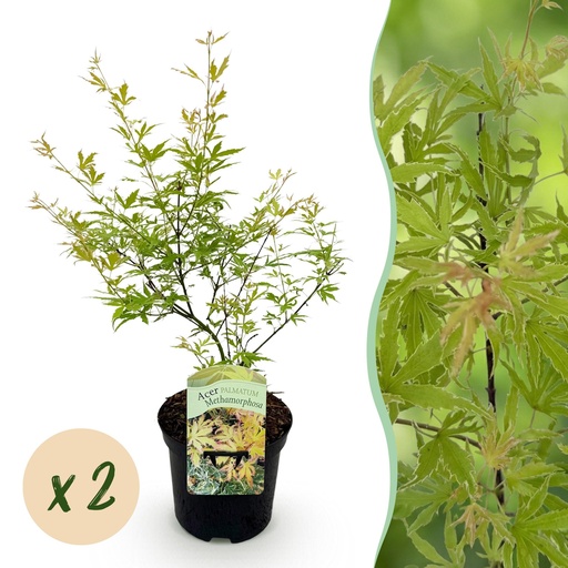"Balkonpflanze - Japanischer Ahorn - Acer palmatum Methamorphosa - Grün - 2 Pflanzen - Laubabwerfend - Topf 19cm Höhe 70cm image"