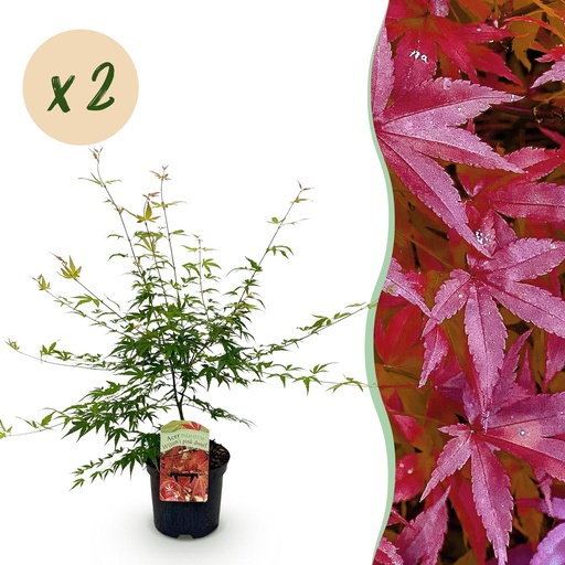 "Balkonpflanze - Japanischer Ahorn - Acer palmatum Pink Dwarf - Rosa - 2 Pflanzen - Laubabwerfend - Topf 19cm Höhe 70cm image"