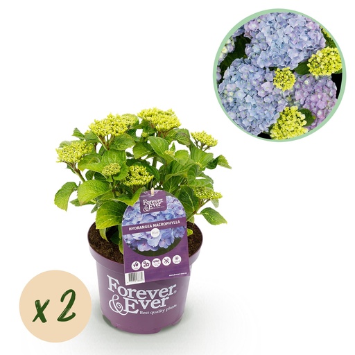 "Balkonpflanze - Hortensie - Hydrangea Forever & Ever - Blau - 7-12 Blüten - 2 Pflanzen - Topf 23 cm - Höhe 55 cm image"