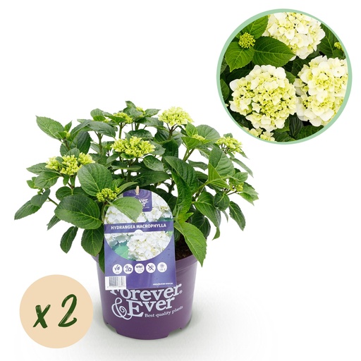 "Balkonpflanze - Hortensie - Hydrangea Forever & Ever - Weiß - 7-12 Blumen - 2 Pflanzen - Topf 23cm Höhe 55cm image"