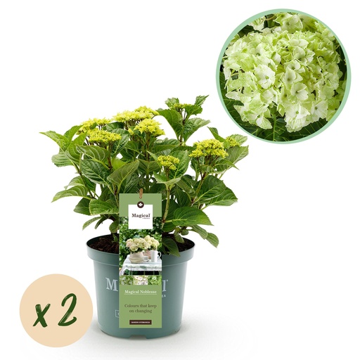 "Balkonpflanze - Hortensie - Hydrangea Magical Noblesse - Weiß - 6-10 Blüten - 2 Pflanzen - Topf 23cm Höhe 55cm image"