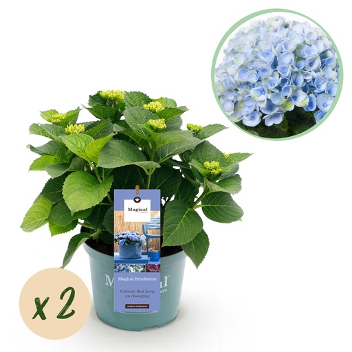 "Balkonpflanze - Hortensie - Hydrangea Magical Revolution Blue - Blau - 6-10 Blüten - 2 Pflanzen - Topf 23cm Höhe 55cm image"