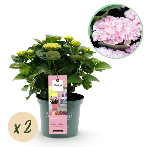 "Balkonpflanze - Hortensie - Hydrangea Magical Revolution Pink - Pink - 6-10 Blüten - 2 Pflanzen - Topf 23cm Höhe 55cm image"