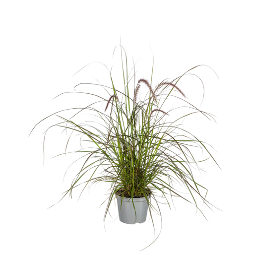 "4x Pennisetum x advena Rubrum Ø13cm - ↕50 - 60cm image"