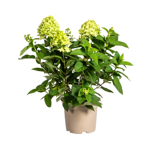 "Hydrangea paniculata Limelight Ø19cm - ↕40 - 60cm image"