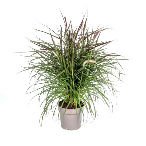 "Pennisetum x advena Chelsea Ø27cm - ↕70 - 80cm image"