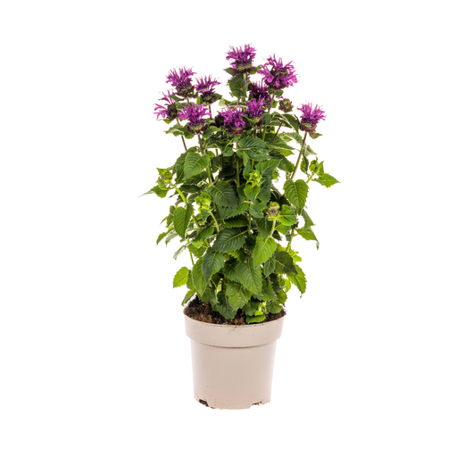 "Monarda Didyma Lila Ø19cm - ↕45 - 60cm image"