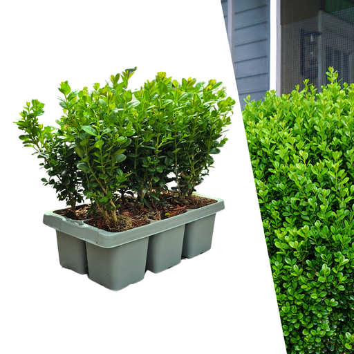 ""Buxus NewGen Freedom Pflanzen 6er-Pack – Winterharte Immergrüne Sträucher  6 x Ø7 cm - ↕15 cm | Kompakter Buchsbaum" image"
