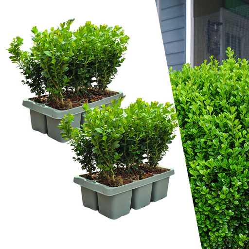 "2 x 6er-Pack Buxus NewGen Freedom – Winterharte Immergrüne Sträucher 12 x Ø7 cm - ↕15 cm | Kompakter Buchsbaum image"