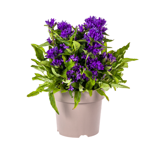 "Campanula Glomerata Genti Blau Ø19cm - ↕30 - 40cm image"