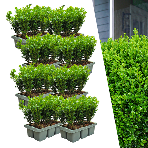 "8 x 6er-Pack Buxus NewGen Freedom – Winterharte Immergrüne Sträucher 48 x Ø7 cm - ↕15 cm | Kompakter Buchsbaum image"