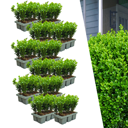 "12 x 6er-Pack Buxus NewGen Freedom – Winterharte Immergrüne Sträucher 72 x Ø7 cm - ↕15 cm | Kompakter Buchsbaum image"