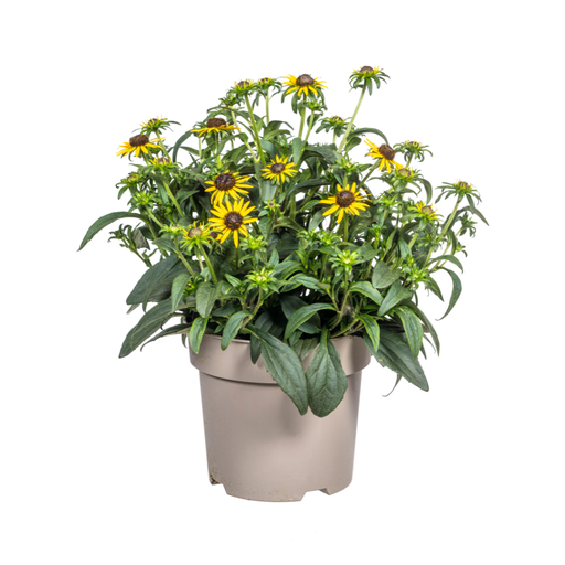 "Rudbeckia Fulgida Little-Goldstar Ø19cm - ↕45 - 60cm image"