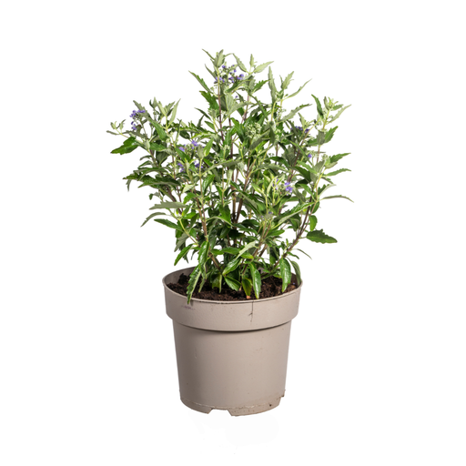 "Caryopteris x Clandonensis Ø19cm - ↕40 - 50cm image"