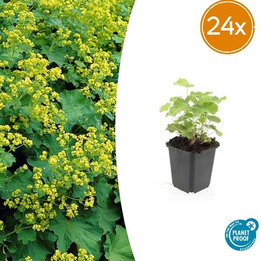 "24x Alchemilla mollis - ↕10-25cm - Ø9cm image"
