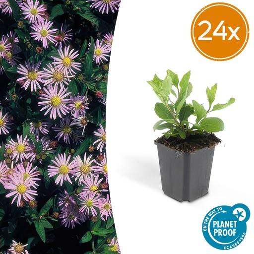 "24x Aster ageratoides 'Asran' - ↕10-25cm - Ø9cm image"