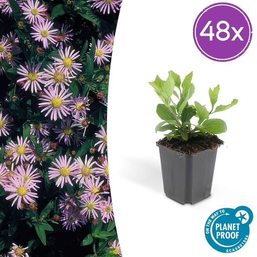 "48x Aster ageratoides 'Asran' - ↕10-25cm - Ø9cm image"