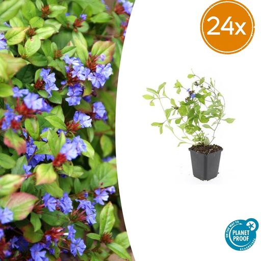 "Chinesische Bleiwurz 24er-Set (Ceratostigma plumbaginoides) – winterharte Bodendecker-Staude, Topf-Ø 9 cm, Höhe ca. 25 cm image"