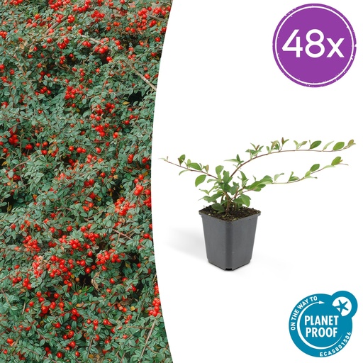 "Teppichmispel 48er-Set (Cotoneaster dammeri) – winterharter Bodendecker, Topf-Ø 9 cm, Höhe ca. 25 cm image"