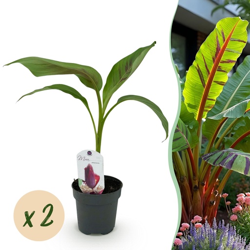 "Obstpflanze - Bananenpflanze - Musa sikkemensis Red Tiger - Winterhart - 2 Pflanzen - Topf 12cm Höhe 30cm image"