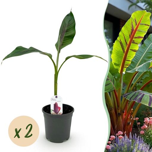 "Obstpflanze - Bananenpflanze - Musa sikkemensis Red Tiger - Winterhart - 2 Pflanzen - Topf 17 cm - Höhe 40 cm image"
