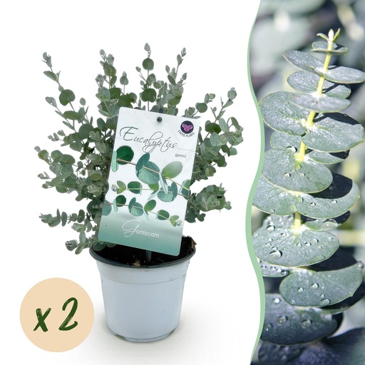 "Terrassenpflanze - Eukalyptusbaum - Eucalyptus gunni - Grau - 2 Pflanzen - Winterhart - Topf 14 cm - Höhe 30 cm image"