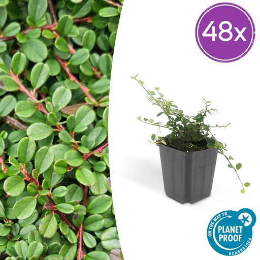 "48x Cotoneaster pr. 'Streib's Findling' - ↕10-25cm - Ø9cm image"