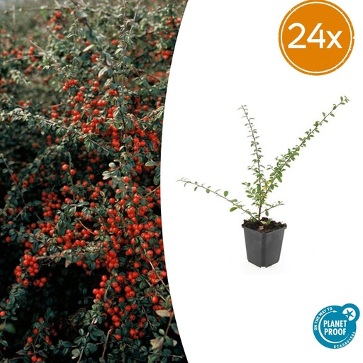 "Schwedische Zwergmispel 'Coral Beauty' 24er-Set (Cotoneaster suecicus) – winterharter Bodendecker, Topf-Ø 9 cm, Höhe ca. 25 cm image"