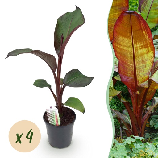 "Obstpflanze - Bananenpflanze - Ensete ventricosum Maurelli - Winterhart - 4 Pflanzen - Topf 17 cm - Höhe 40 cm image"