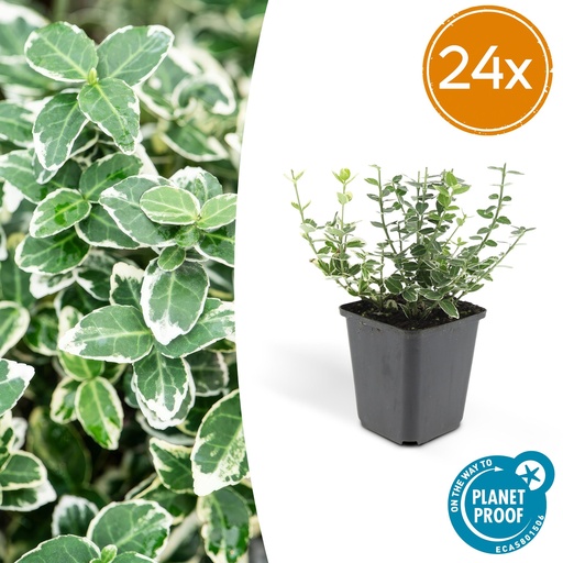 "24x Euonymus fort. 'Emerald Gaiety' - ↕10-25cm - Ø9cm image"