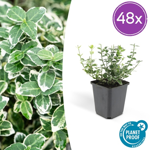 "48x Euonymus fort. 'Emerald Gaiety' - ↕10-25cm - Ø9cm image"