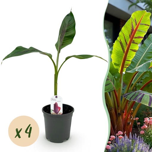 "Obstpflanze - Bananenpflanze - Musa sikkemensis Red Tiger - Winterhart - 4 Pflanzen - Topf 17cm Höhe 40cm image"